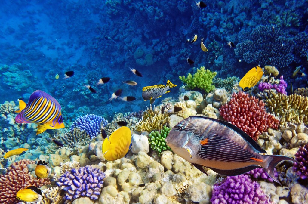 Coral-and-fish-in-the-Red-Sea-Egypt